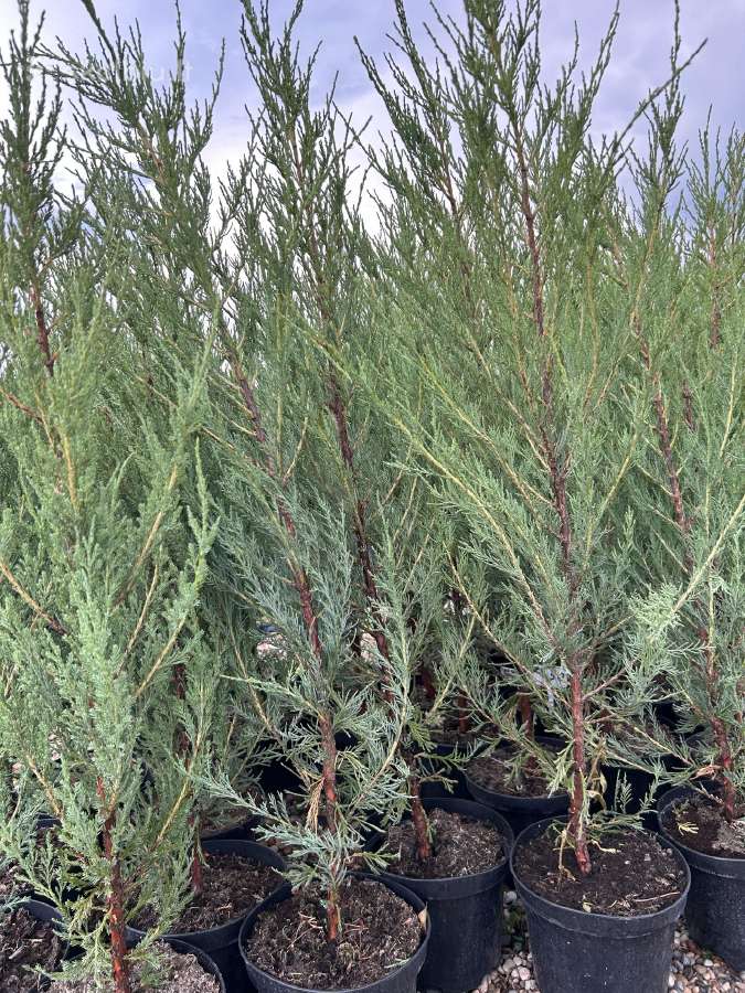 Uoliniai kadagiai „Blue Arrow“ 60-250 cm - nuotraukos Nr. 8