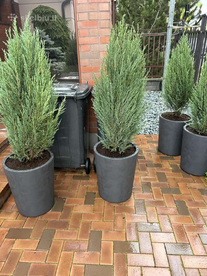 Uoliniai kadagiai „Blue Arrow“ 60-250 cm - nuotraukos Nr. 10
