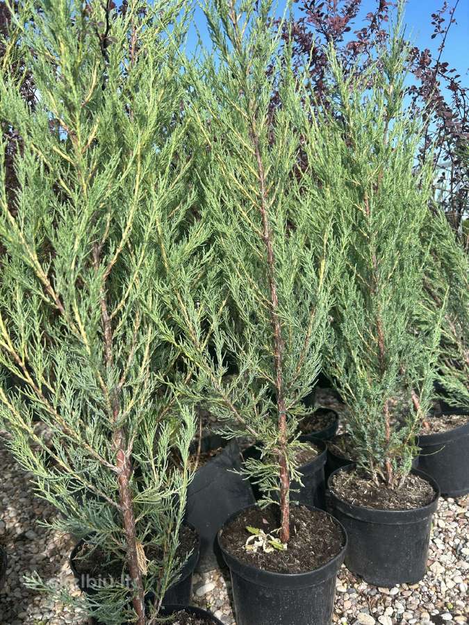Uoliniai kadagiai „Blue Arrow“ 60-250 cm - nuotraukos Nr. 2