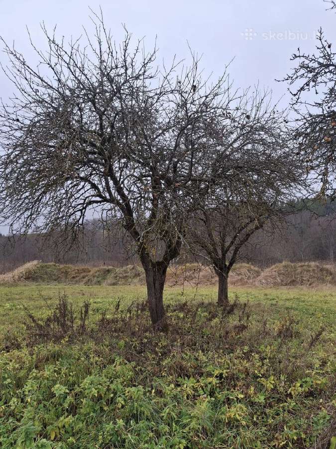 Genėjimo paslaugos,vaismedžių,tujų,pušų genėjimas - nuotraukos Nr. 18