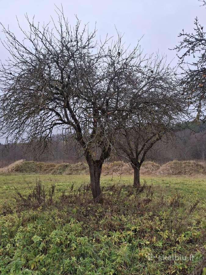 Genėjimo paslaugos - nuotraukos Nr. 23