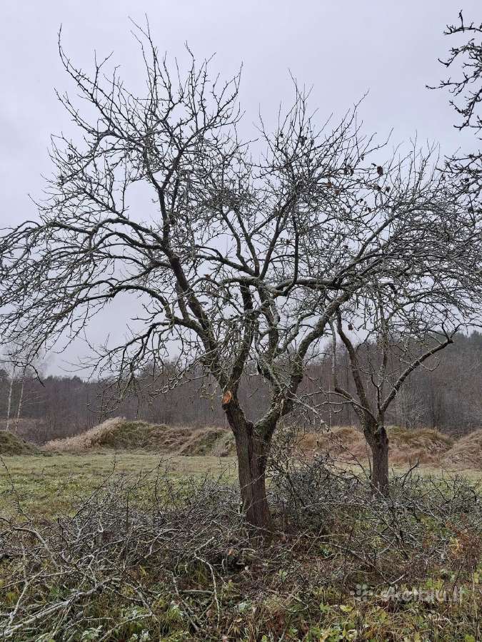Genėjimo paslaugos,vaismedžių,tujų,pušų genėjimas - nuotraukos Nr. 20