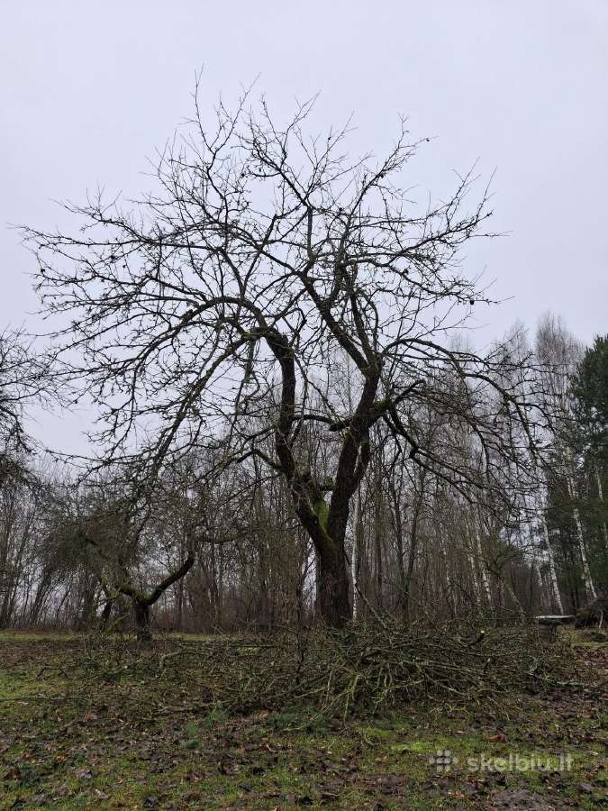 Genėjimo paslaugos,vaismedžių,tujų,pušų genėjimas - nuotraukos Nr. 22