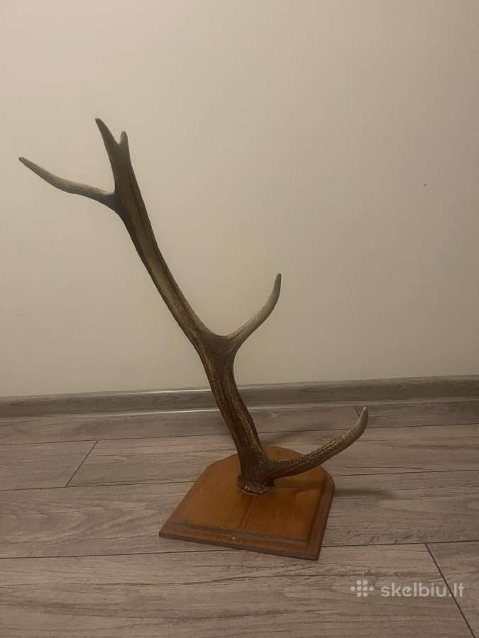 Elnio ragas