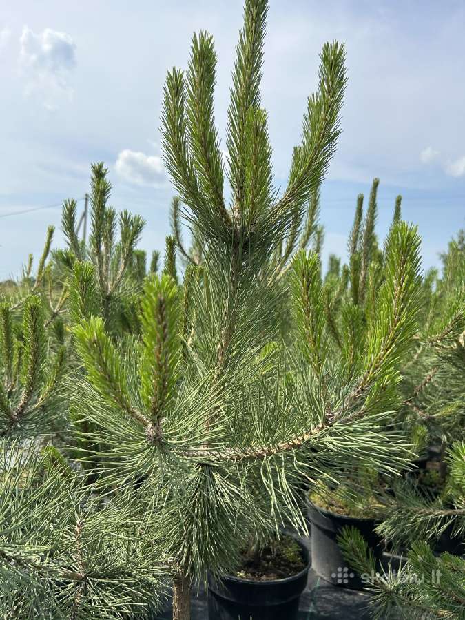 Juodosios pušys – ilgametis grožis 50–250 cm - nuotraukos Nr. 5