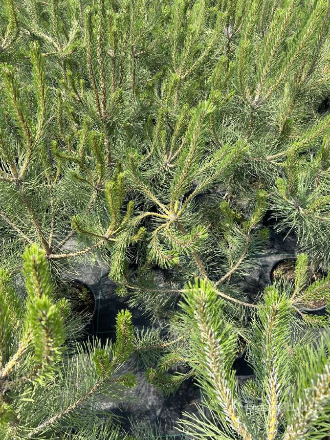 Juodosios pušys – ilgametis grožis 50–250 cm - nuotraukos Nr. 6