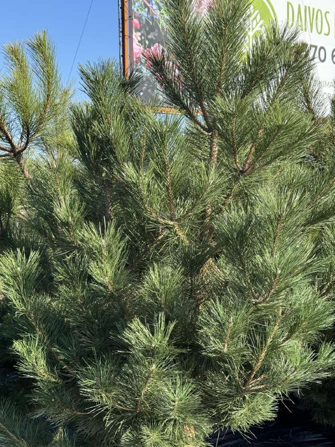 Juodosios pušys – ilgametis grožis 50–250 cm - nuotraukos Nr. 7