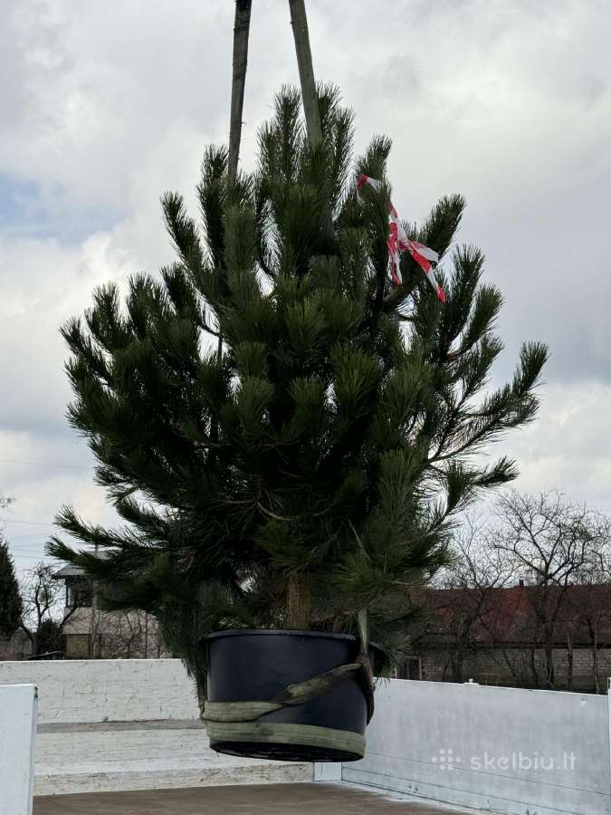 Juodosios pušys – ilgametis grožis 50–250 cm - nuotraukos Nr. 8