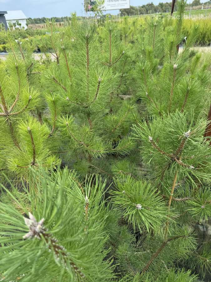 Juodosios pušys – ilgametis grožis 50–250 cm - nuotraukos Nr. 10