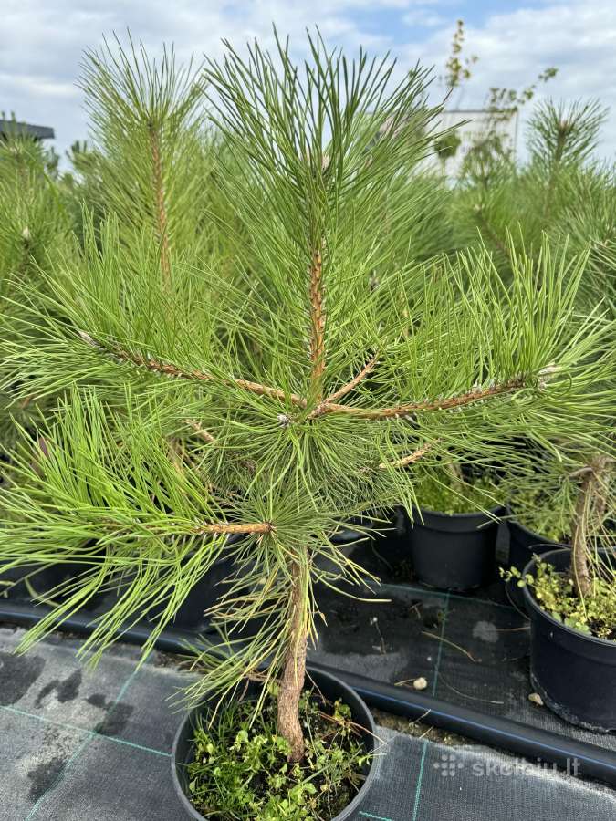 Juodosios pušys – ilgametis grožis 50–250 cm - nuotraukos Nr. 11