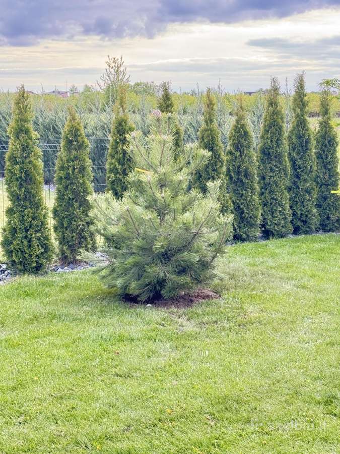 Juodosios pušys – ilgametis grožis 50–250 cm - nuotraukos Nr. 12