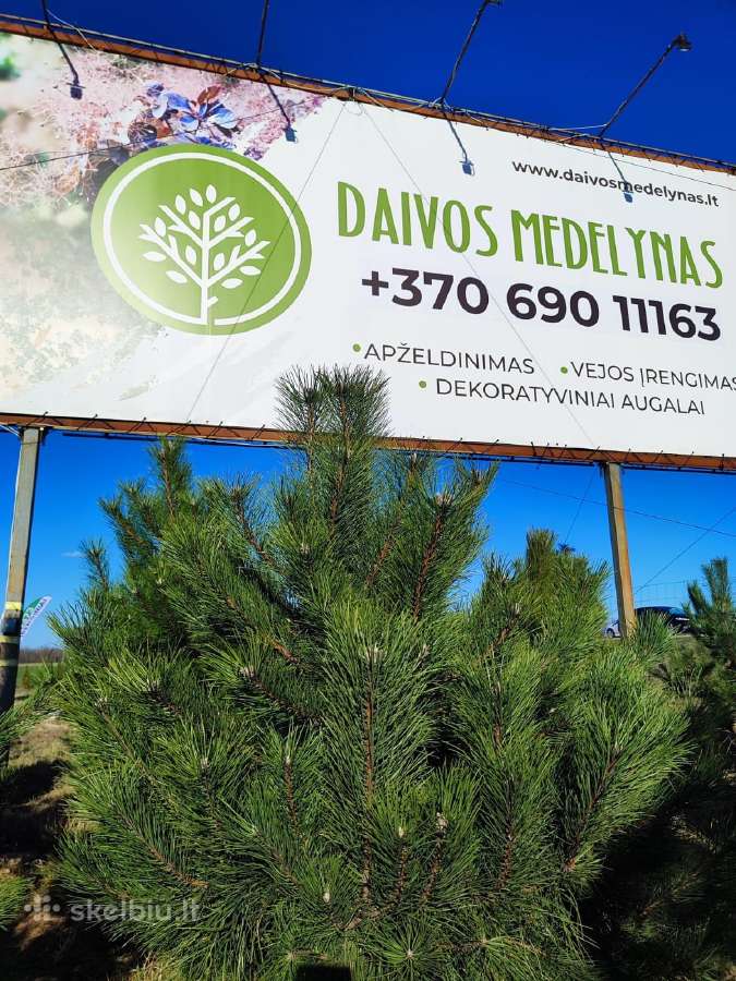 Juodosios pušys – ilgametis grožis 50–250 cm - nuotraukos Nr. 3
