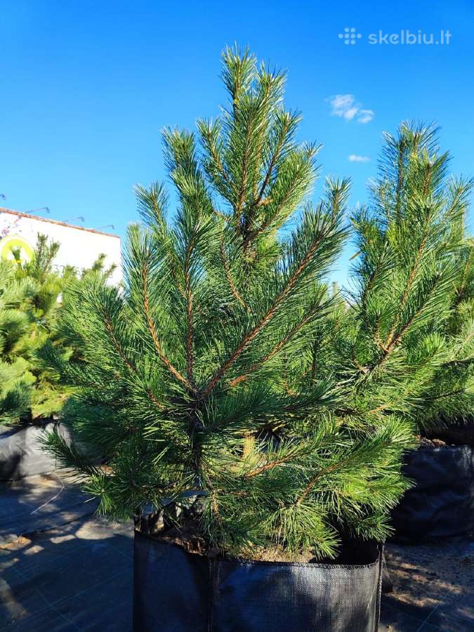 Juodosios pušys – ilgametis grožis 50–250 cm - nuotraukos Nr. 4