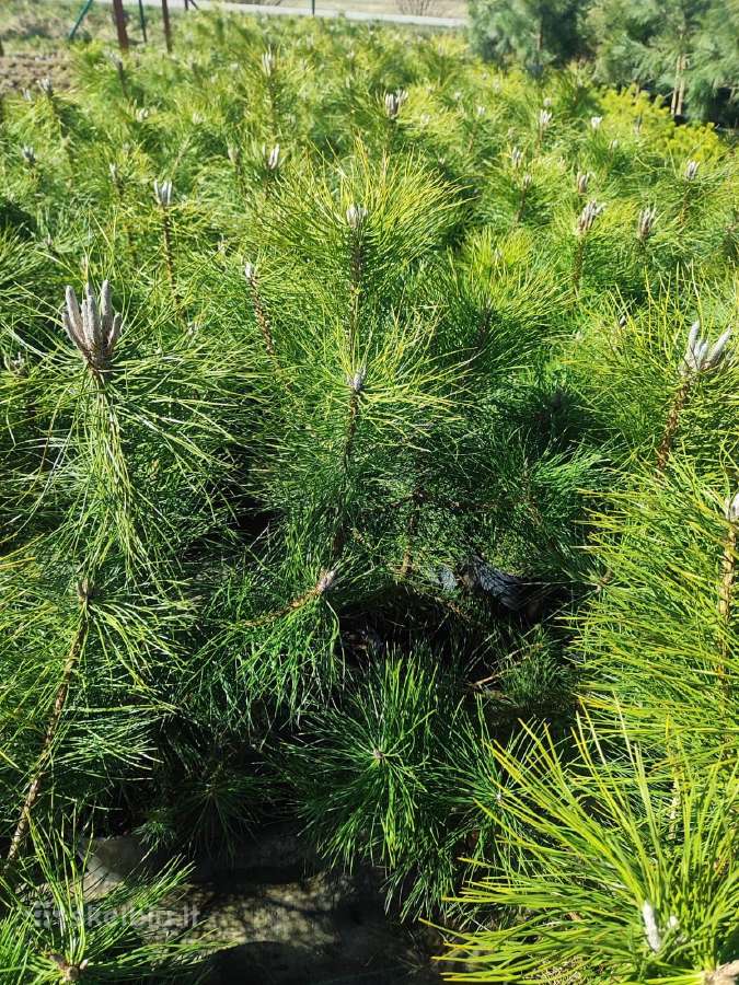 Juodosios pušys – ilgametis grožis 50–250 cm - nuotraukos Nr. 9