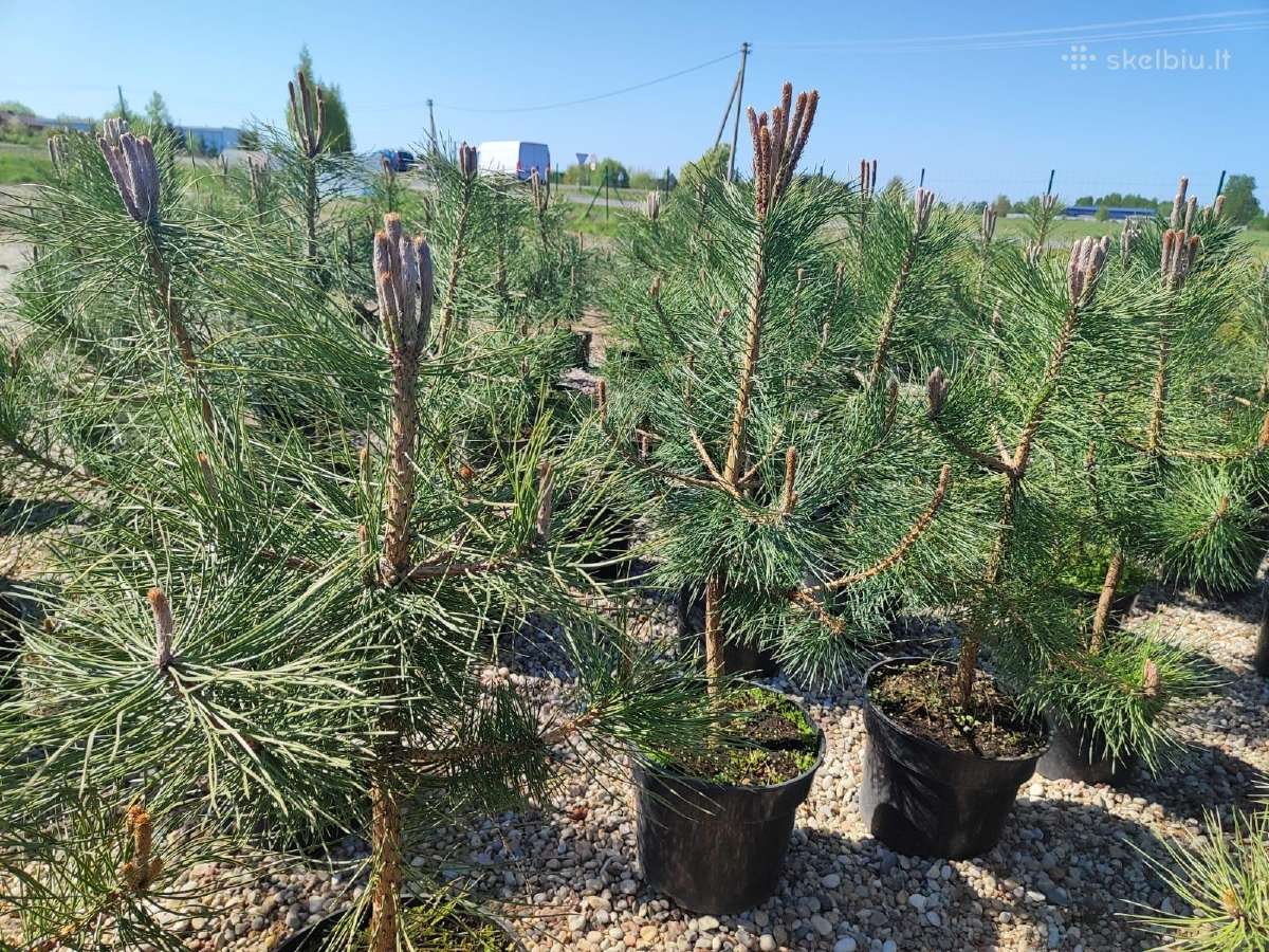 Juodosios pušys – ilgametis grožis 50–250 cm - nuotraukos Nr. 15