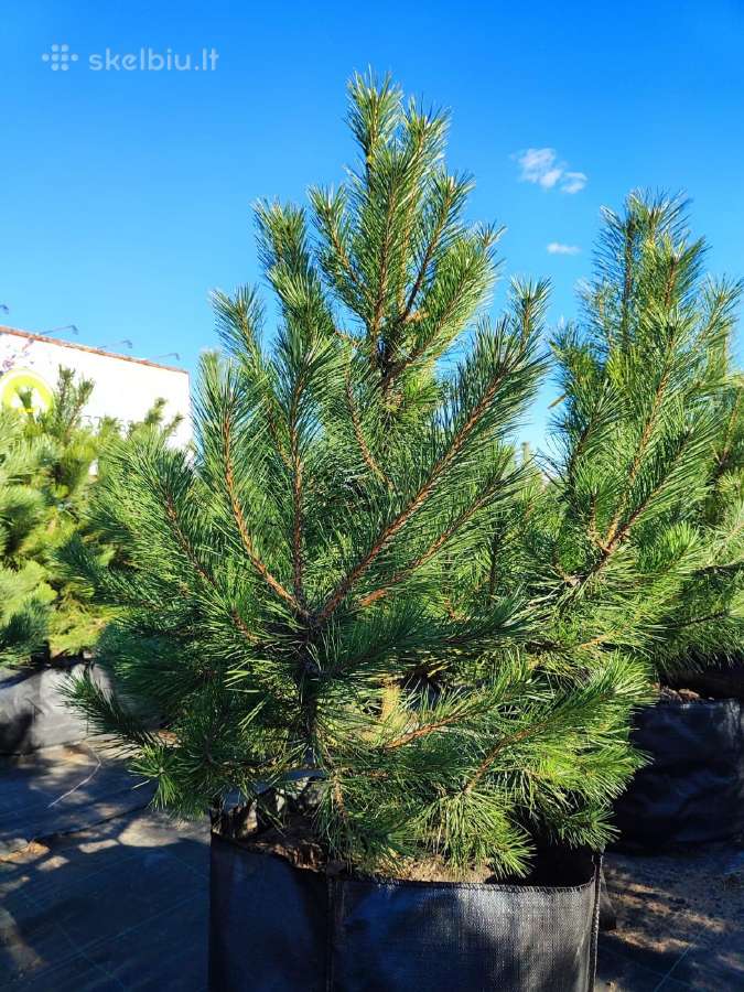 Juodosios pušys – ilgametis grožis 50–250 cm - nuotraukos Nr. 5