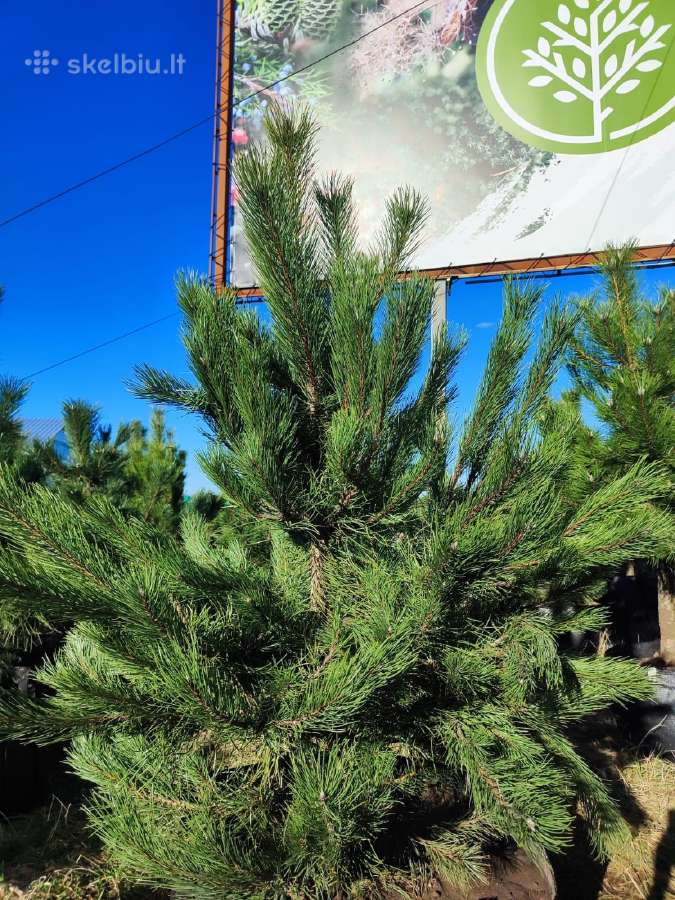 Juodosios pušys – ilgametis grožis 50–250 cm - nuotraukos Nr. 6