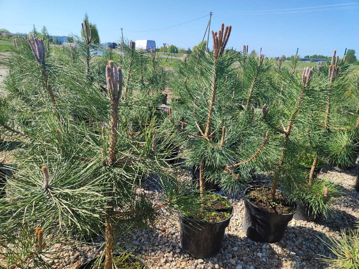 Juodosios pušys – ilgametis grožis 50–250 cm - nuotraukos Nr. 7