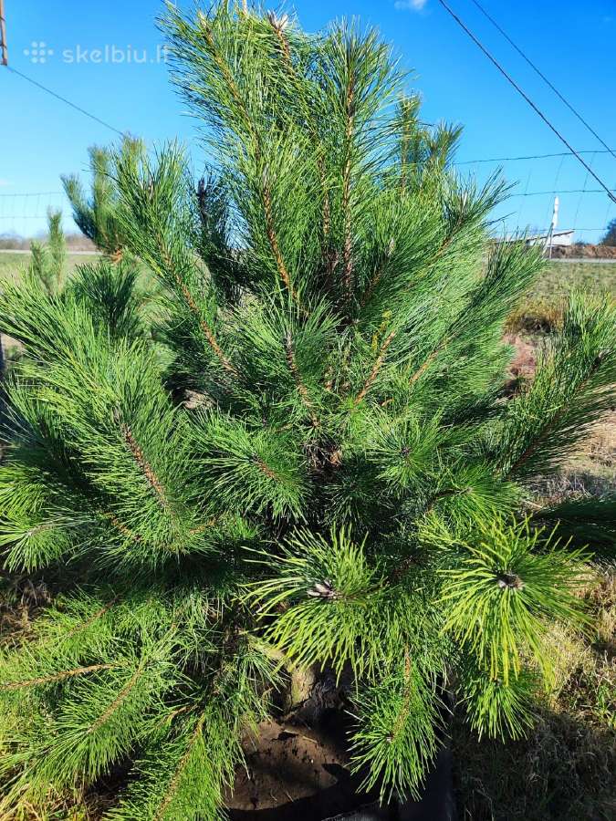 Juodosios pušys – ilgametis grožis 50–250 cm - nuotraukos Nr. 8