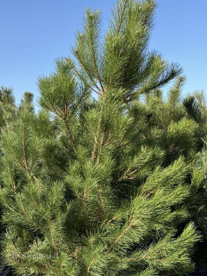 Juodosios pušys – ilgametis grožis 50–250 cm - nuotraukos Nr. 10