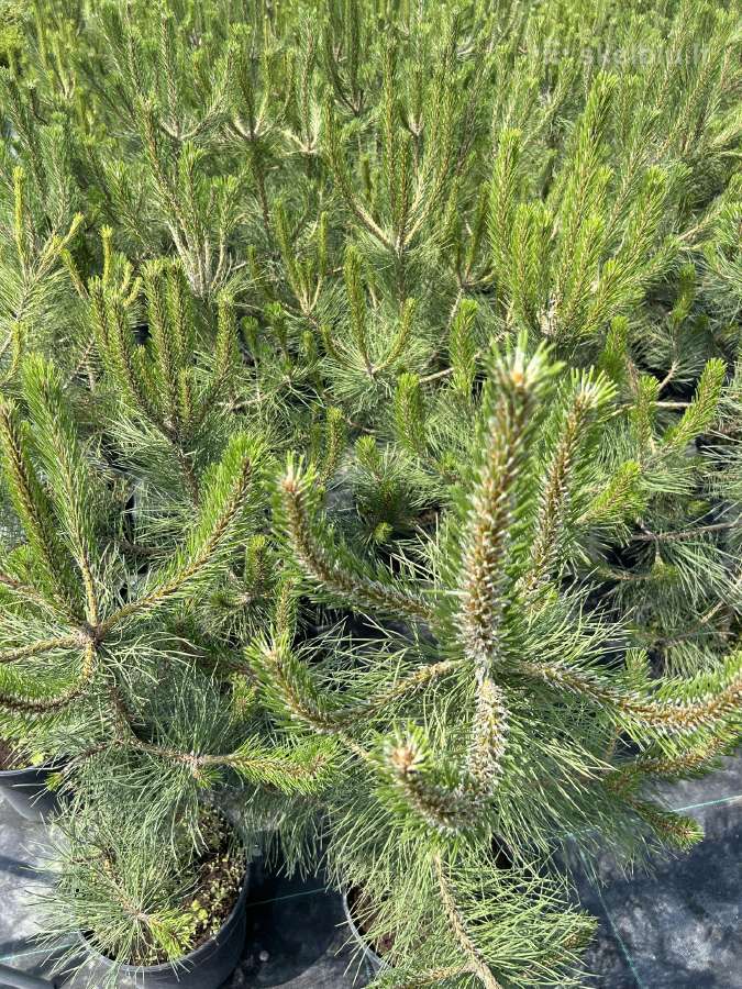 Juodosios pušys – ilgametis grožis 50–250 cm - nuotraukos Nr. 13