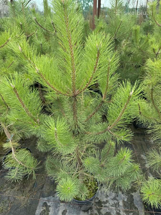 Juodosios pušys – ilgametis grožis 50–250 cm - nuotraukos Nr. 15
