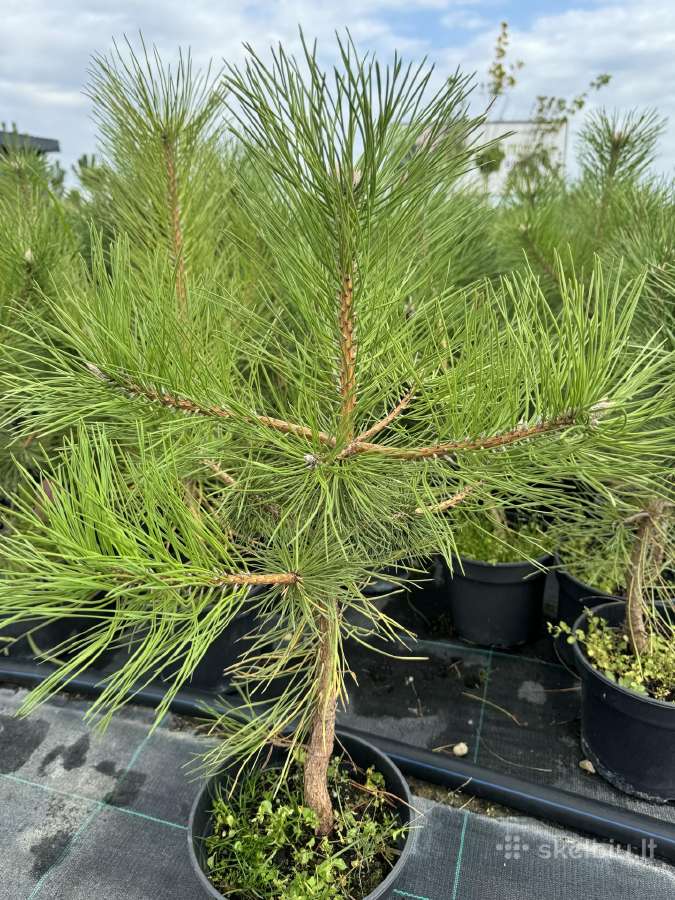 Juodosios pušys – ilgametis grožis 50–250 cm - nuotraukos Nr. 16