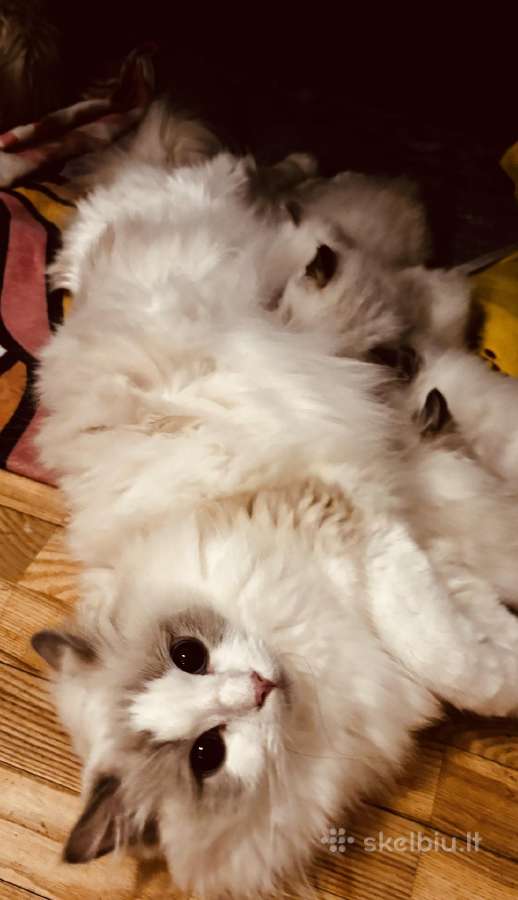 Ragdoll kaciukai - nuotraukos Nr. 22