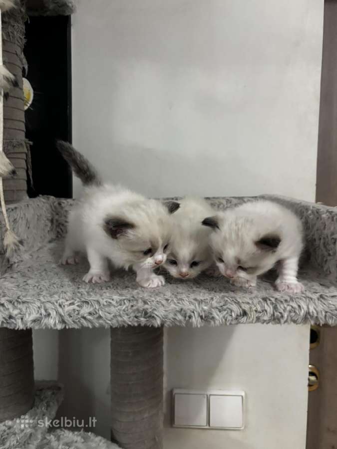 Ragdoll kaciukai - nuotraukos Nr. 5