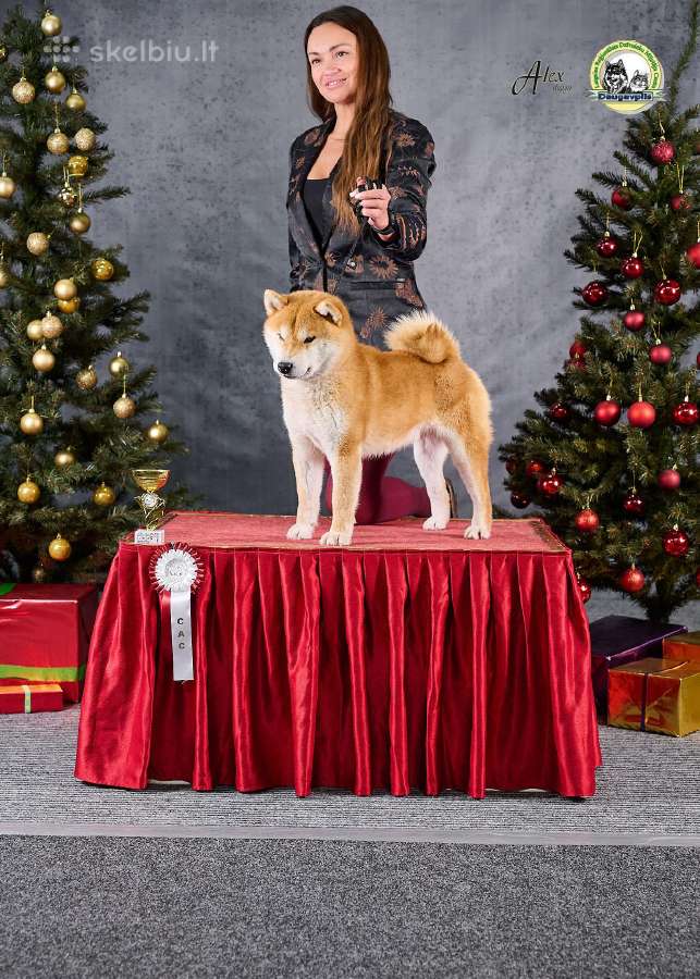 Shiba inu šuniukai “Imperatoriska svaja'' - nuotraukos Nr. 4