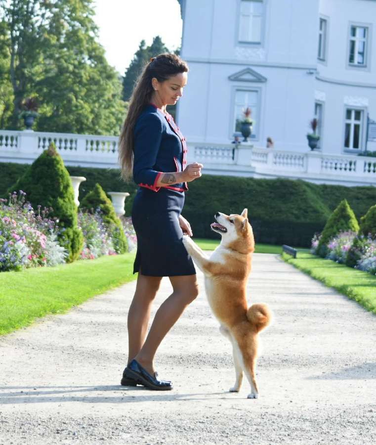 Shiba inu šuniukai “Imperatoriska svaja'' - nuotraukos Nr. 5