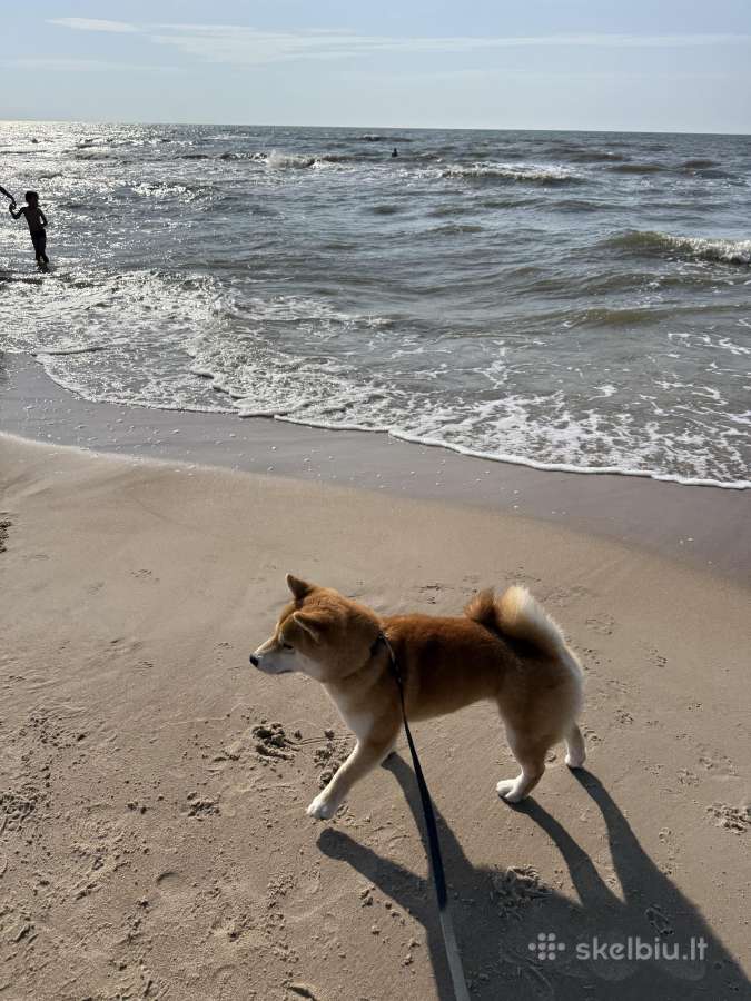 Shiba inu šuniukai “Imperatoriska svaja'' - nuotraukos Nr. 6