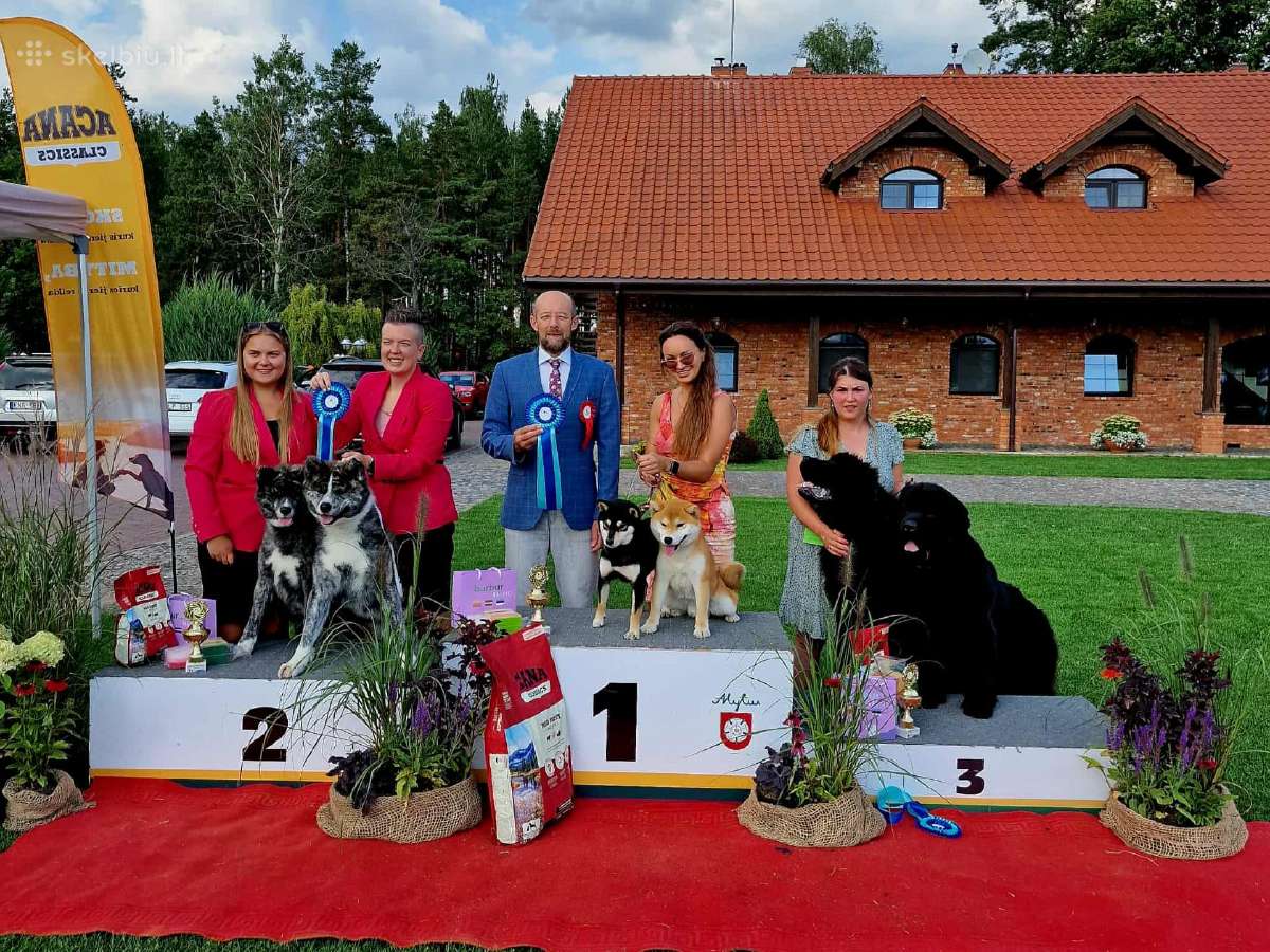 Shiba inu šuniukai “Imperatoriska svaja'' - nuotraukos Nr. 7