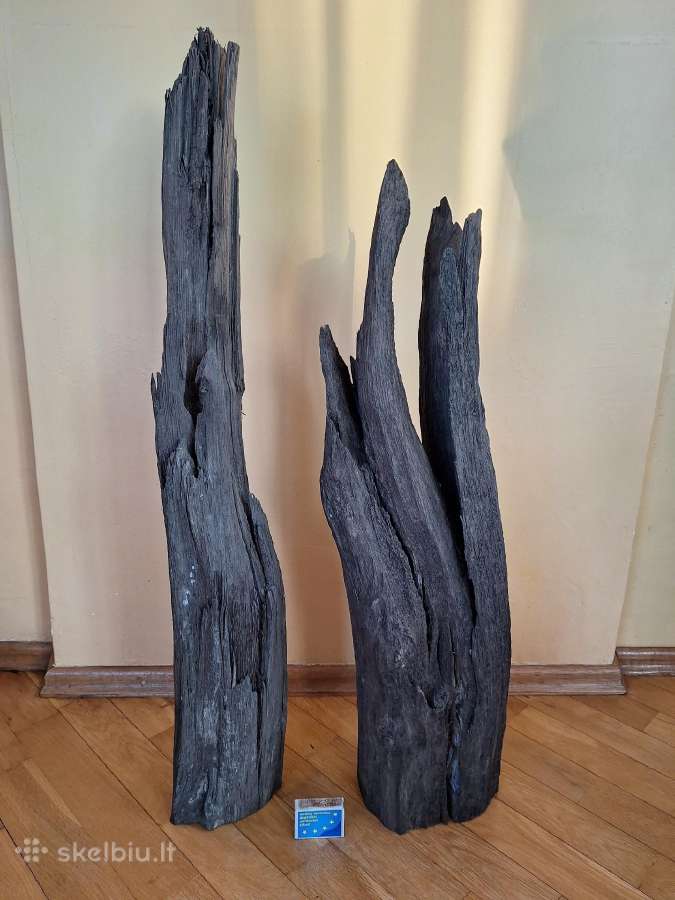 Juodasis ąžuolas (Bog oak) - nuotraukos Nr. 10