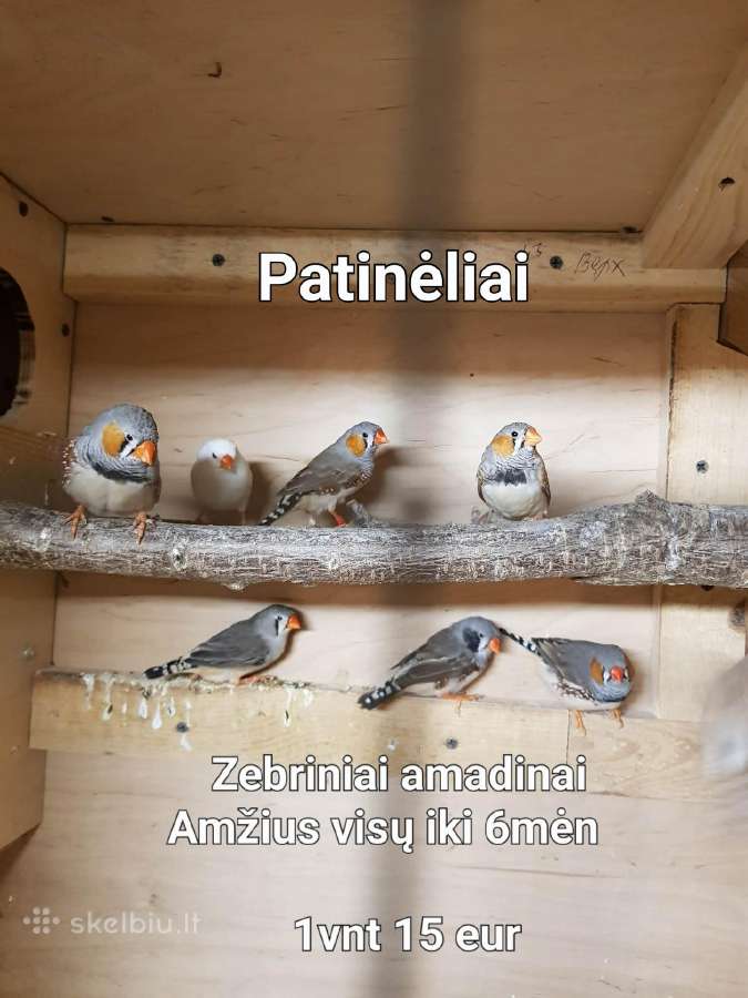 Zebriniai amadinai