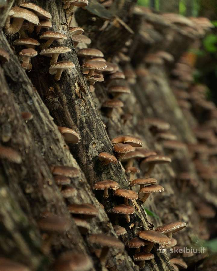 Shiitake rąsteliai, ąžuolo, beržo,skroblo medienos