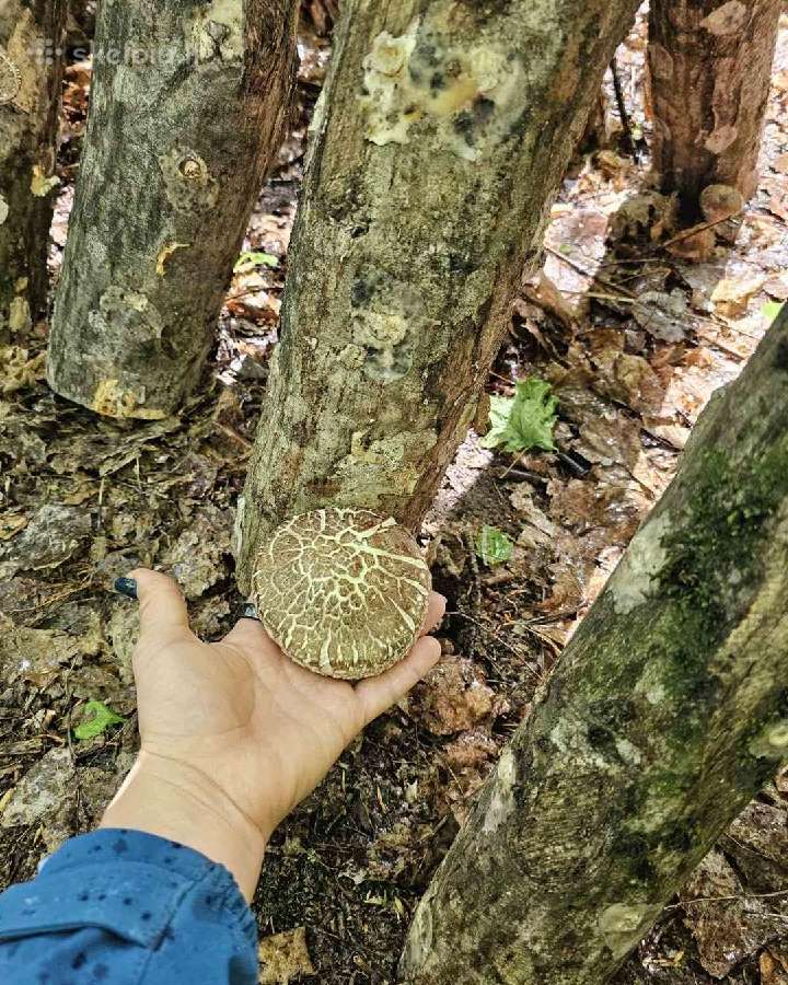 Shiitake rąsteliai beržo ir skroblo medienos - nuotraukos Nr. 2