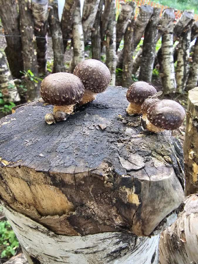 Shiitake rąsteliai beržo ir skroblo medienos - nuotraukos Nr. 5