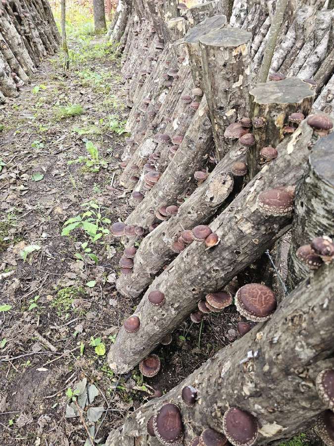 Shiitake rąsteliai beržo ir skroblo medienos - nuotraukos Nr. 4