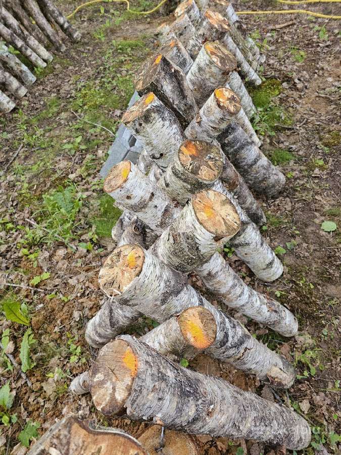Shiitake rąsteliai beržo ir skroblo medienos - nuotraukos Nr. 6
