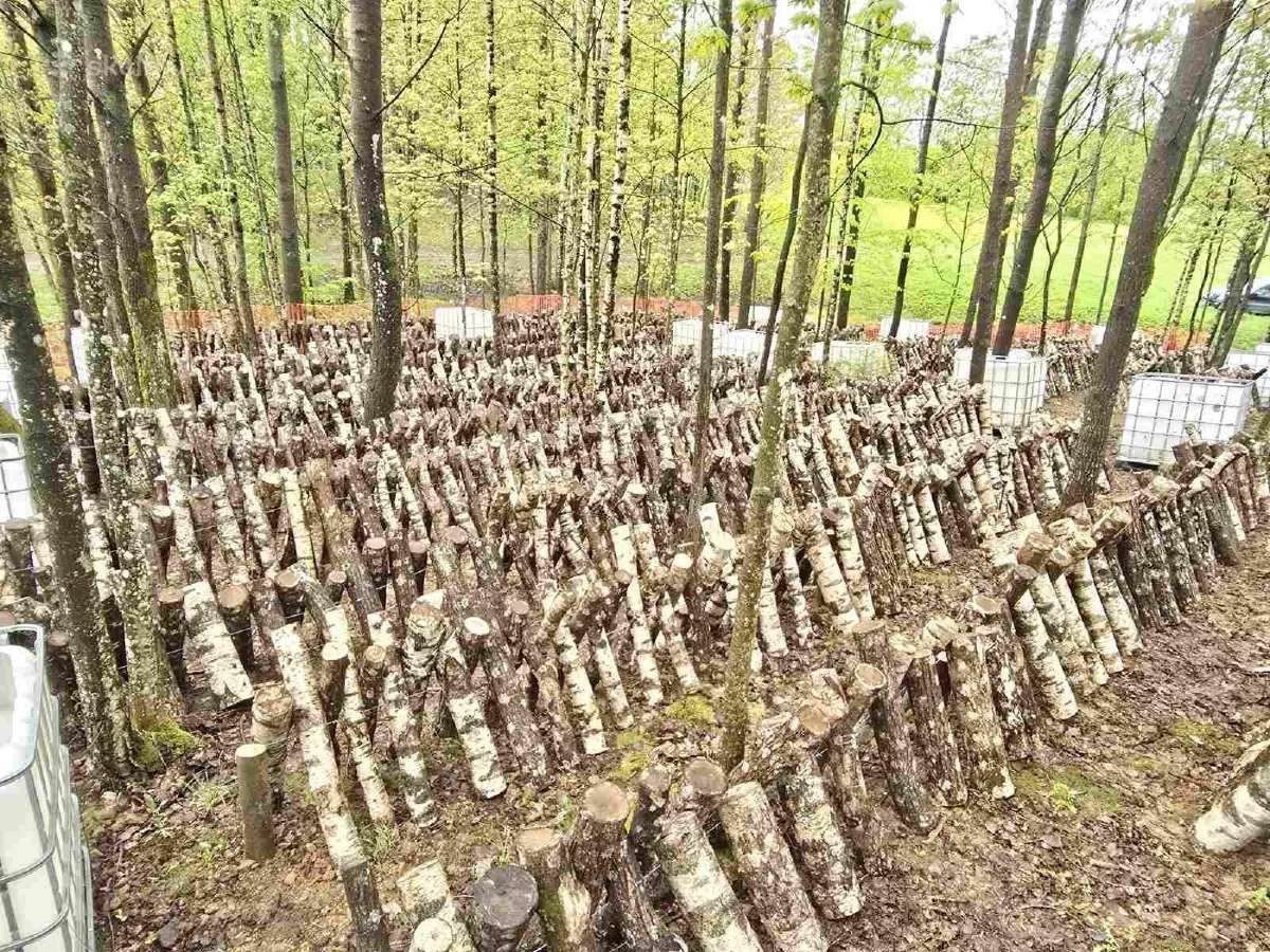 Shiitake rąsteliai beržo ir skroblo medienos - nuotraukos Nr. 7