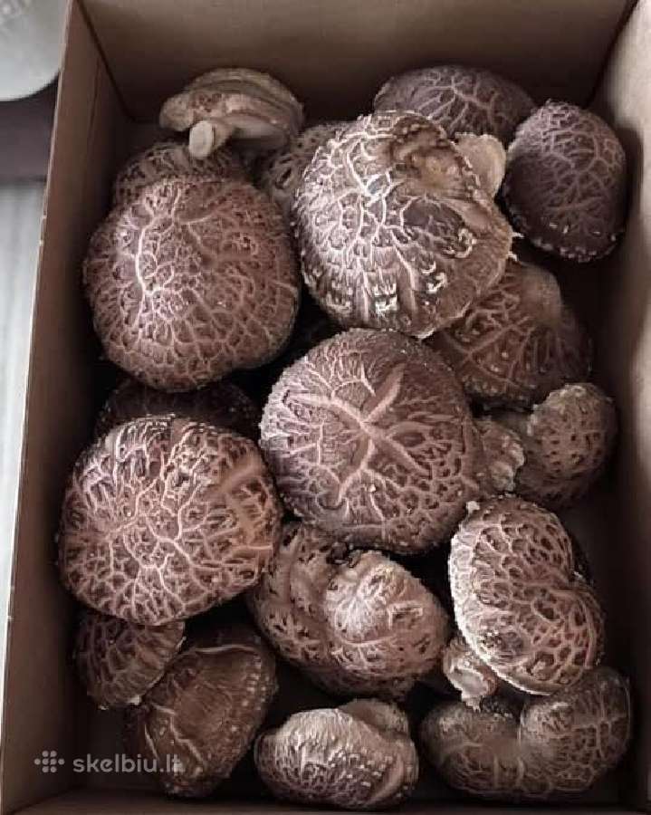 Shiitake rąsteliai beržo ir skroblo medienos - nuotraukos Nr. 8