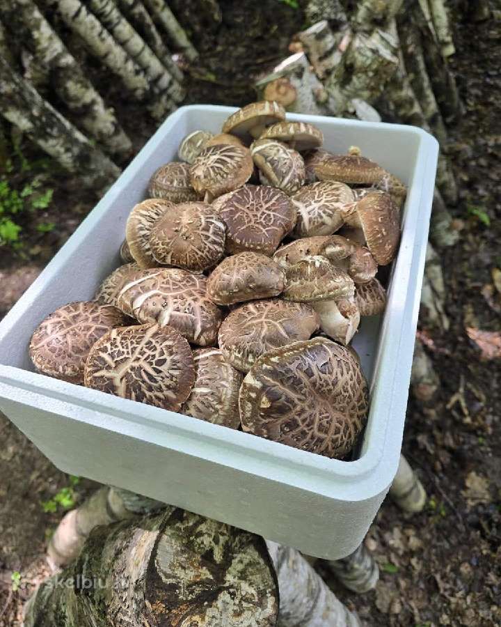 Shiitake rąsteliai beržo ir skroblo medienos - nuotraukos Nr. 9