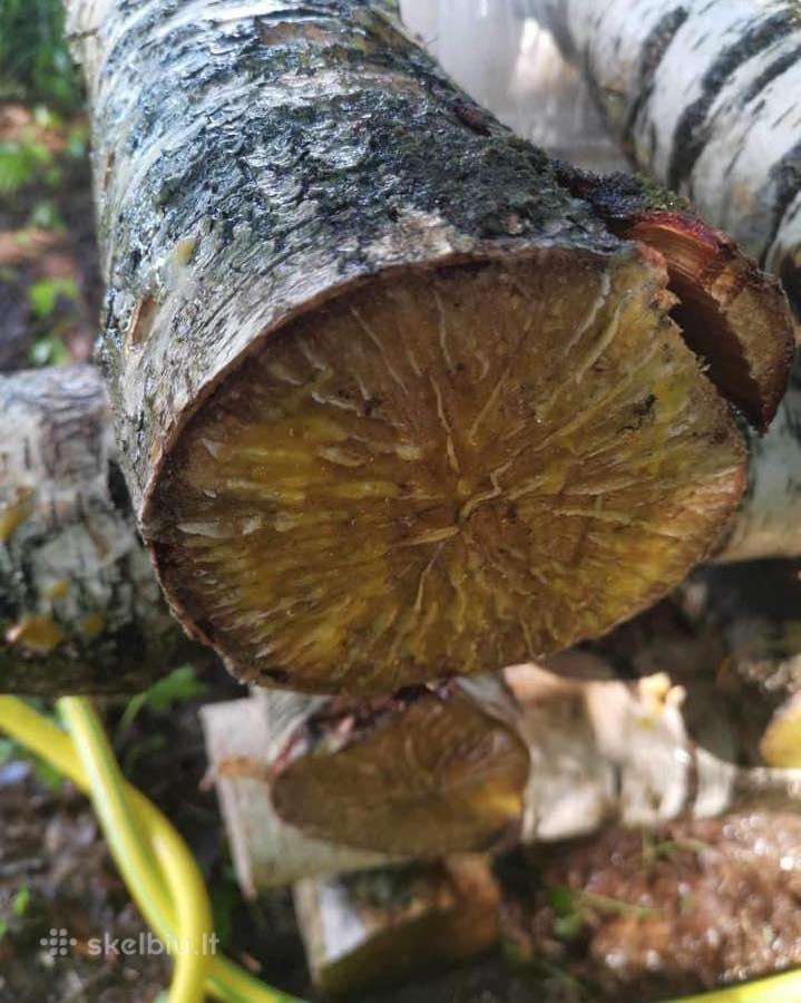 Shiitake rąsteliai beržo ir skroblo medienos - nuotraukos Nr. 10