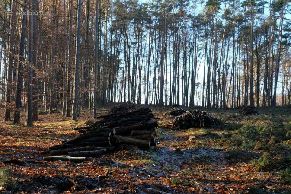 Apleistų sklypų tvarkymas Sklypų Valymas Biokuras - nuotraukos Nr. 8