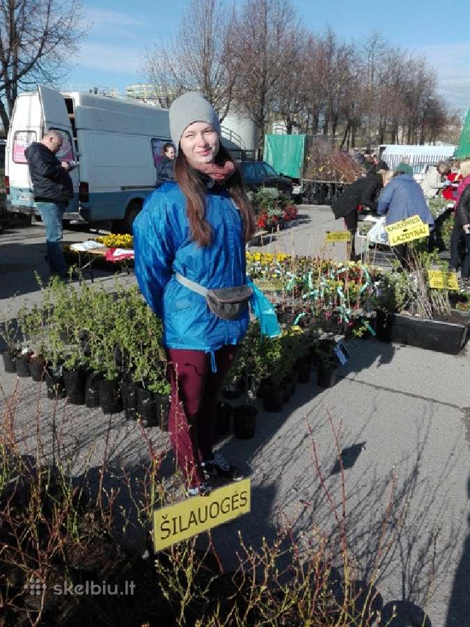 Šilauogių sodinukai, Sodinukai internetu - nuotraukos Nr. 2