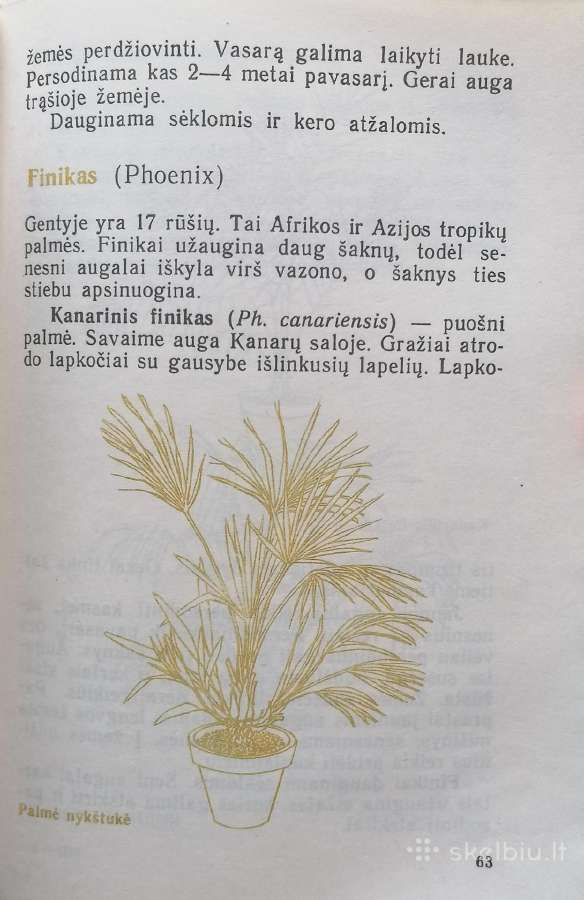 J. Balvočiūtė "Jaunajam gėlininkui" - nuotraukos Nr. 4