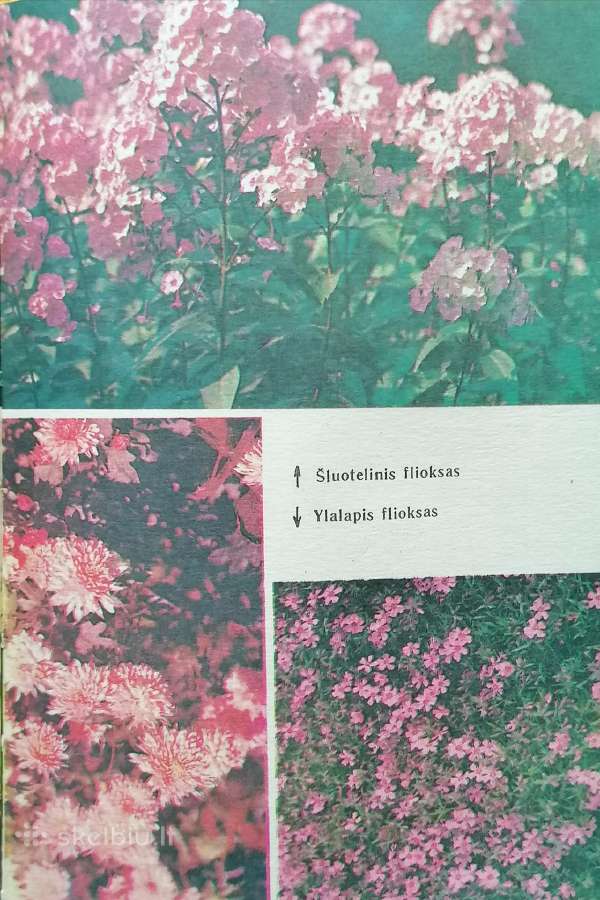 J. Balvočiūtė "Jaunajam gėlininkui" - nuotraukos Nr. 5