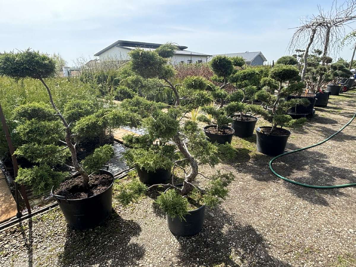 Tujos Smaragd Brabant Juodosios Kalninės Pušys - nuotraukos Nr. 31