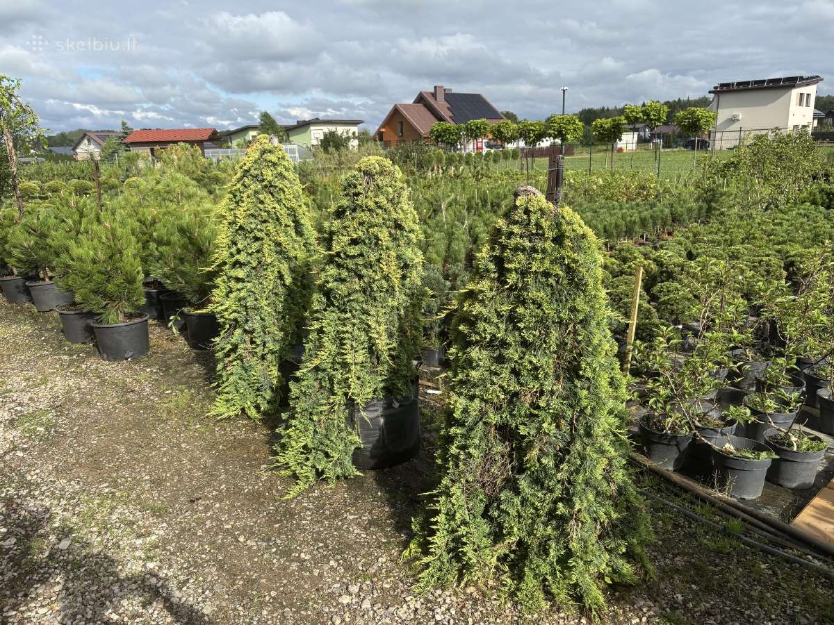 Tujos Smaragd Brabant Juodosios Kalninės Pušys - nuotraukos Nr. 34